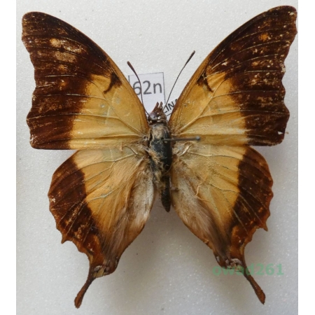 Charaxes zoolina (Westwood, 1850) Madagascar 49mm62n